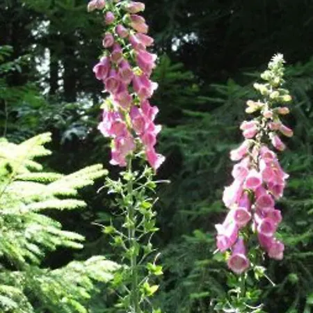 Chaleureux Avec Cheminee, Jardin, Proche Des Randonnees Vosgiennes Et Attractions Alsaciennes - Fr-1-589-224 * Provenchères-sur-Fave